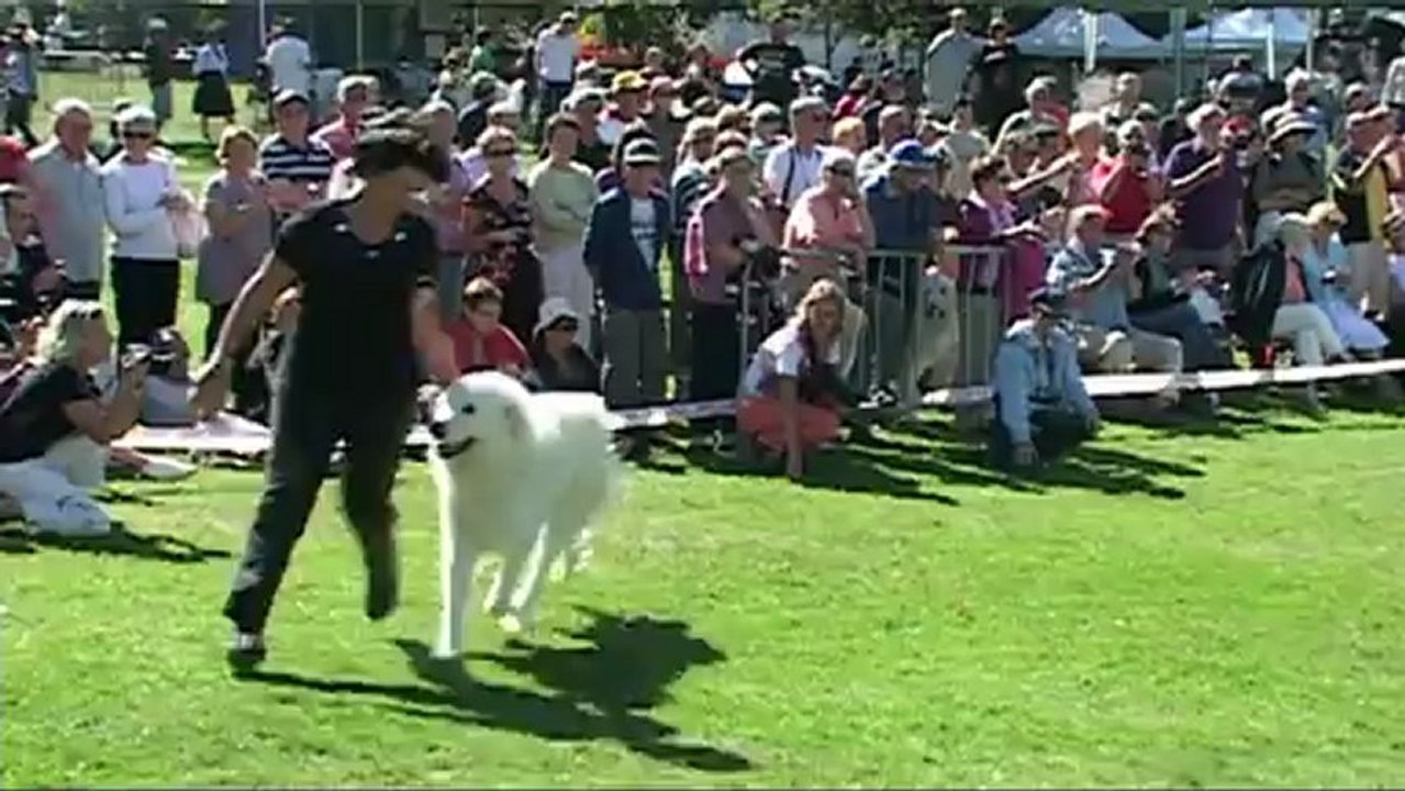 Montagne Pyrenees, Elevage des Brumes de la Comtee