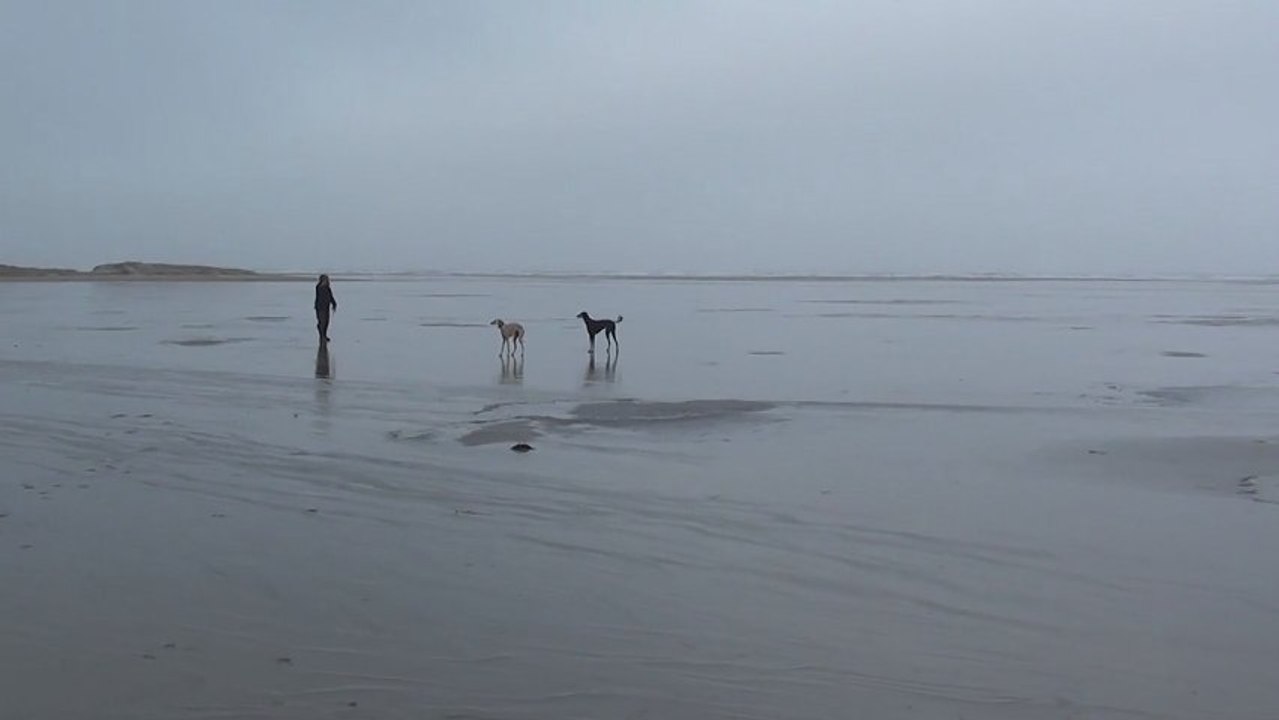 Sloughis Lilo und Lola auf Rømø