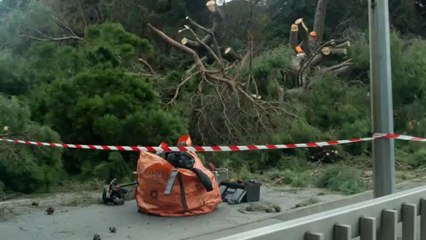 Un Pin Parasol qui tombe sur l 'abris bus de la Siagne le 1er janvier 2013