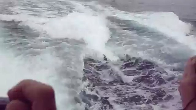 Des dauphins suivent le bateau