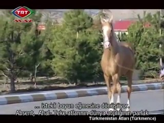 Türkmen Ahal Teke Atları - 21.04.2011 - Wideo Arhiwi - TRT AVAZ -