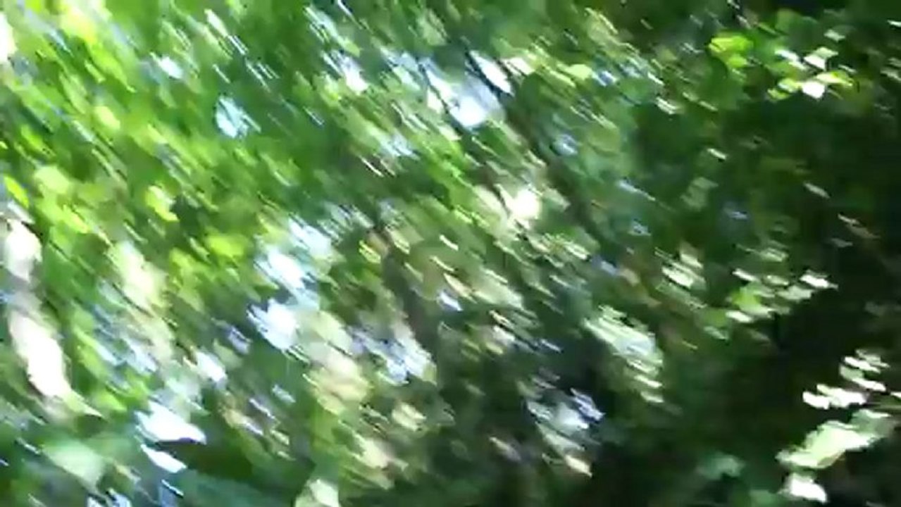 PREDATOR