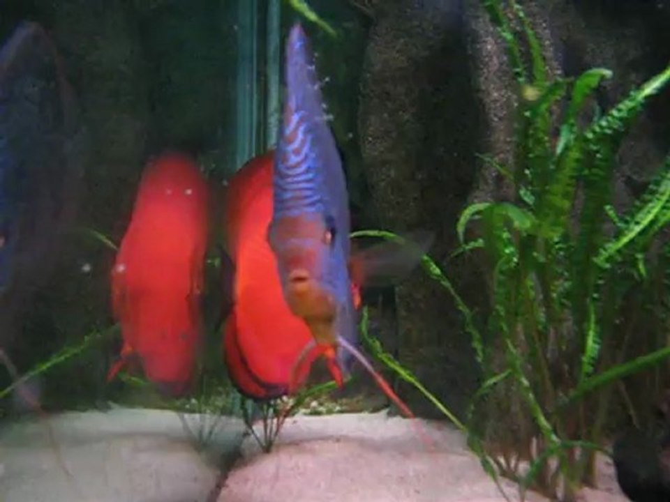 vidéo BB discus sur parents