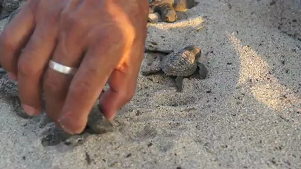 tortue qui prend peur