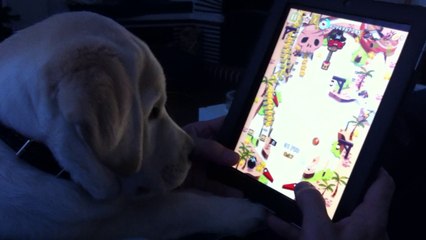 chiot labrador joue de flipper...