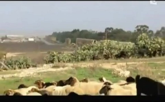 TIMGAD - LA ROME AFRICAINE