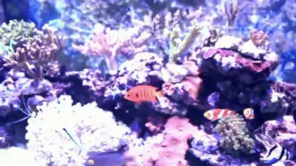 Aquarium 430 litres Janvier 2013