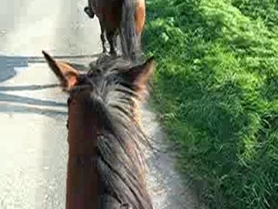 keno au trot