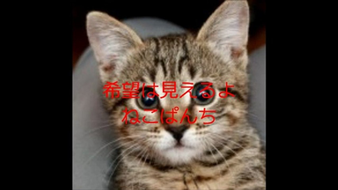 ねこぱんち