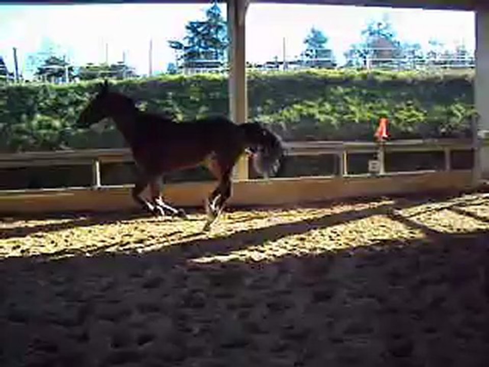 A vendre SF 6 ans CSO pret 6 ans A (saut liberté).