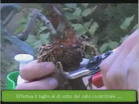 bonsai di ulivo - distacco margotta di ulivo p. 1