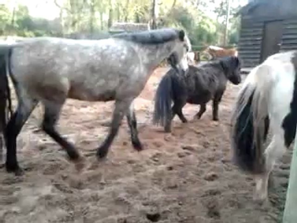 P'tits poon's qui se chamailles