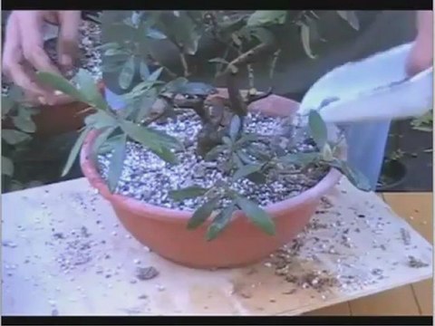 bonsai olivo cura - distacco margotta di ulivo