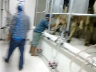 Süt Sağım Makinası