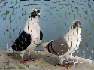 GÜLLÜ FİLO GÜVERCİNLERİ - www.guvercinurfa.com www.guvercinrehberi.com