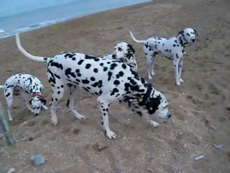 des taches à la mer