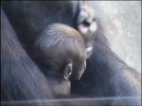 Beb gorila con 10 semanas de vida (Bioparc Valencia)