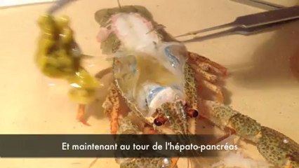 Screencast dissection écrevisse