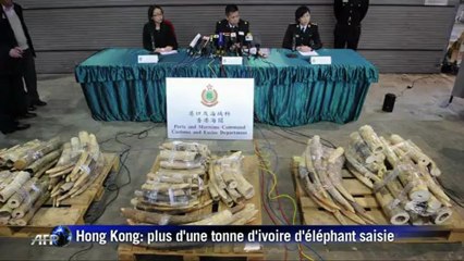 Plus d'une tonne de défenses d'éléphant saisies à Hong Kong