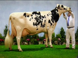 BURDUR VE CEVRESİNDEKİ ÇİFTLİKLERİMİZDEN 1. SINIF HOLSTAİN GEBE DÜVELER