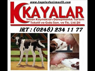 BURDUR VE CEVRESİNDEKİ ÇİFTLİKLERİMİZDEN 1. SINIF HOLSTAİN GEBE DÜVELER