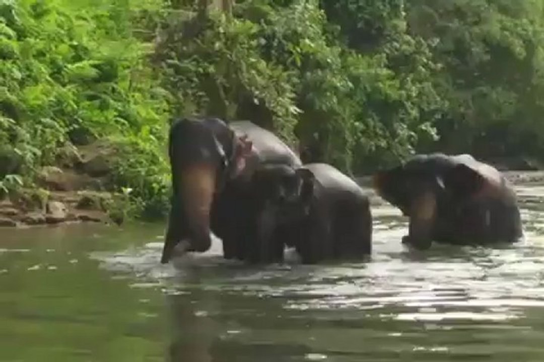 L'éléphant d'Asie