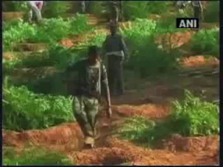Police destroy cannabis field in Maoist-infested Chhattisgarh.mp4