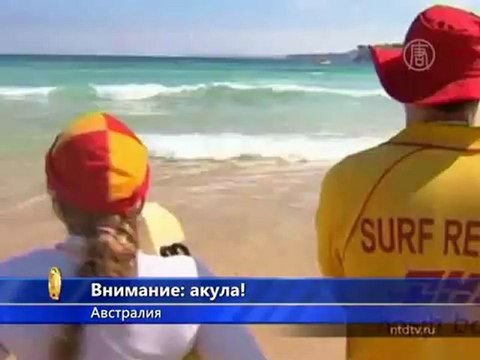 Акула напугала отдыхающих в первый день 2013 года