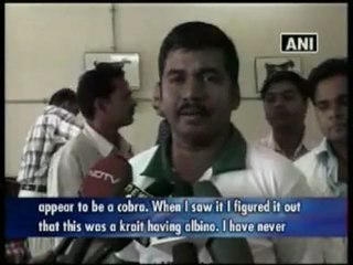 Rare variety of albino krait snake found in Orissa.mp4