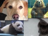Rétro 2012 : Les animaux les plus drôles et étonnants de l'année !