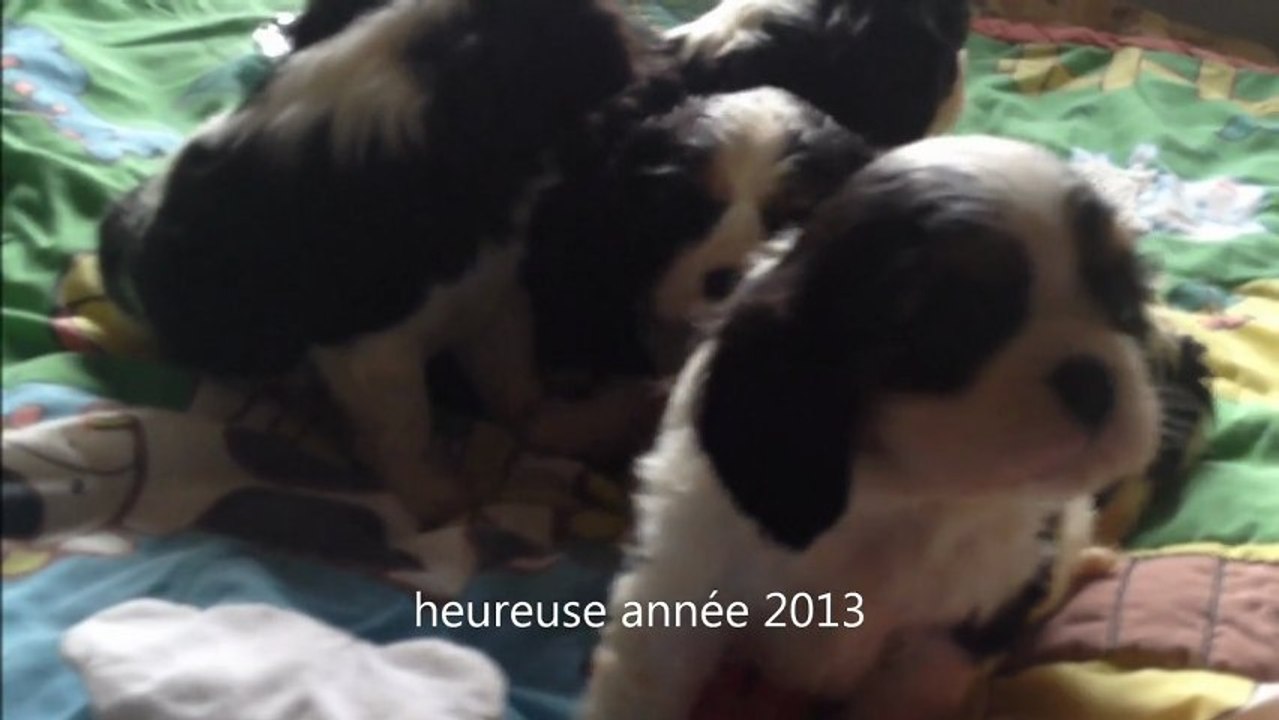chiots cavalier king charles