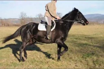 sisu 29 decembre 2012