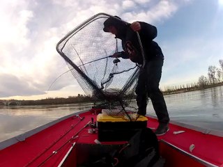 palms camorra versus silure