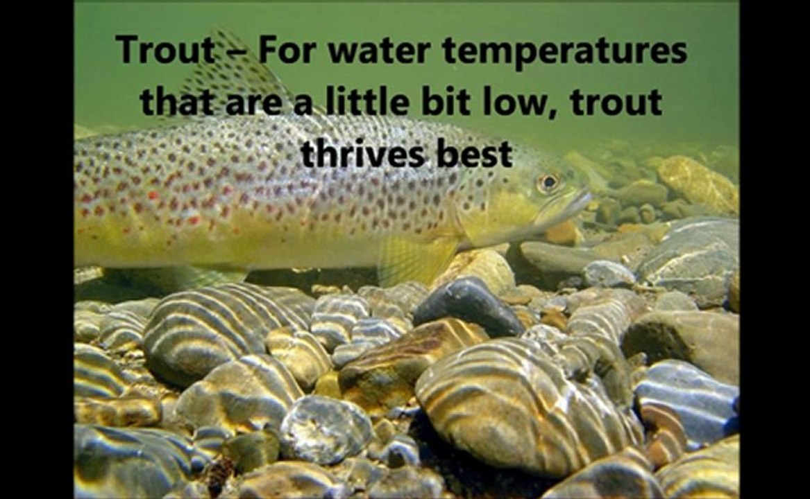 Recirculating Aquaculture System - Aquaponics