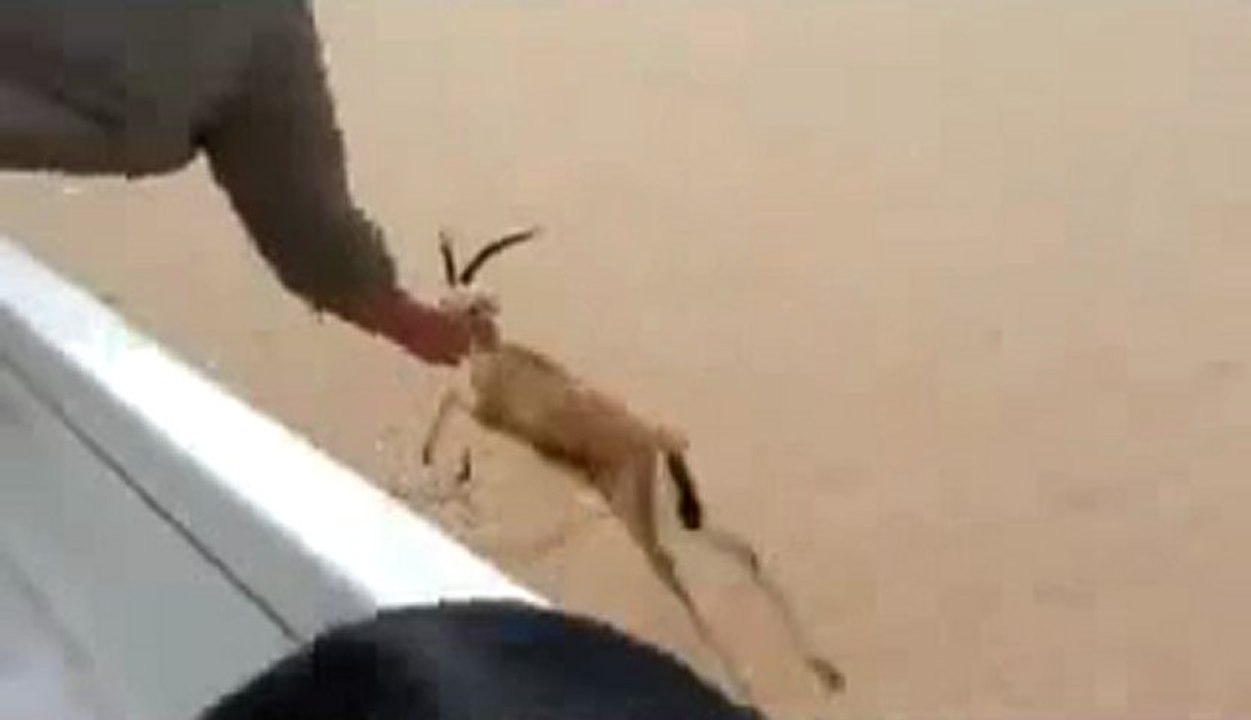 دوای ئاسکێک که‌وت و به‌ده‌ست گرتی