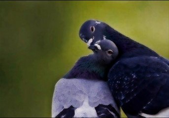 Gönül Mabedi__Kübra Slm