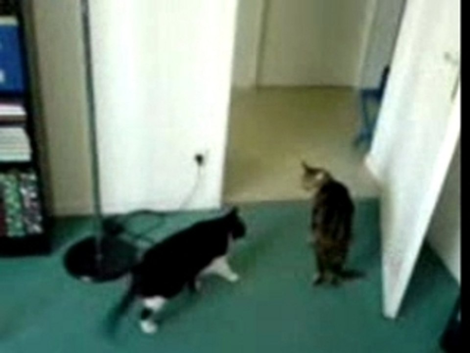 Mico vs Moogui