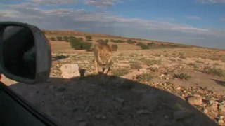 Male Lions attack a Car