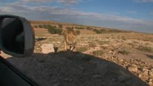 Male Lions attack a Car