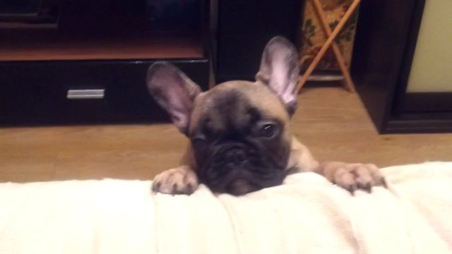 Chien Bouledogue Français qui aboie bizarrement