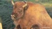 European Bison Coming Back to Forests in Germany