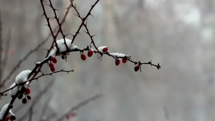 Snowing 4 - Free HD stock footage