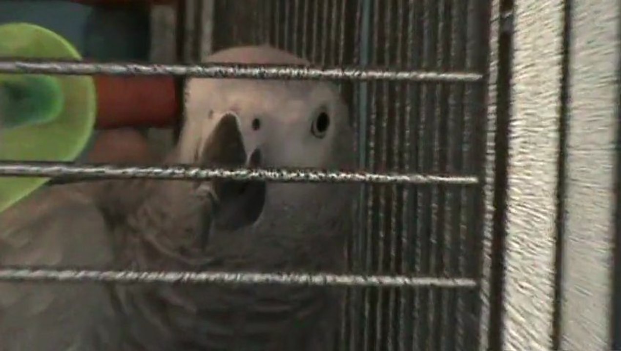 Weihnachten 2012 Die Fellas Hubert und Matthias http://www.DieFellas.de Weihnachtsdeko Weihnachtsdörfer  Weihnachtstisch