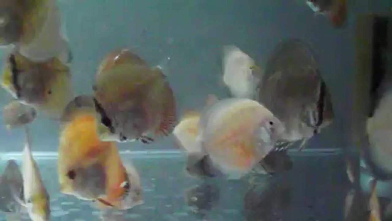 2013 kendime ayırdığım yavrular