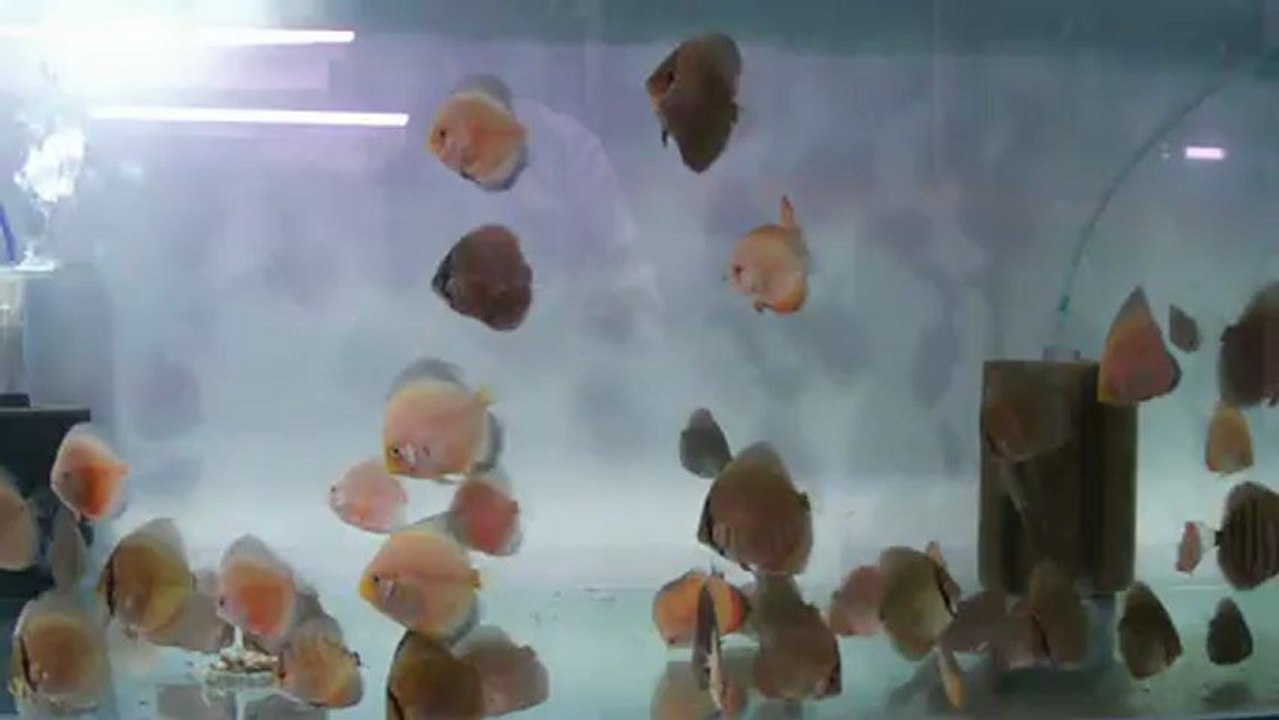 2013 kendime ayırdığım yavrular 2