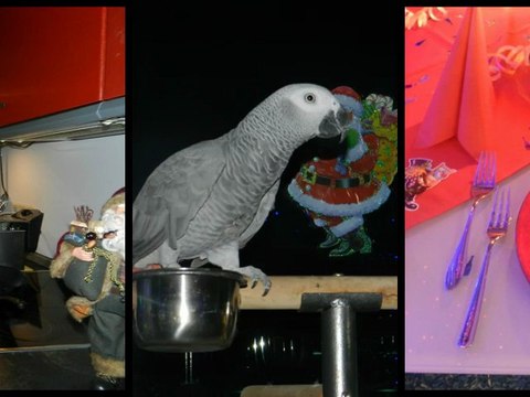 Silvester 2012-2013 Die Fellas bei Hubert und Matthias Bilder Fotos 4 Gängemenue Hammelburg sprechender Rudi Graupapagei