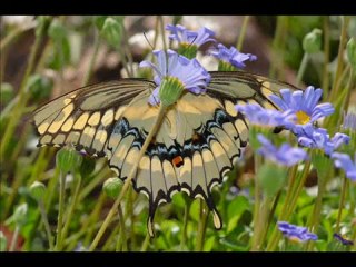 Rondo Veneziano - Canto d_Addio