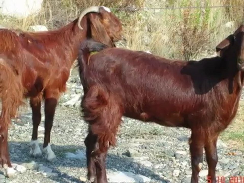 Halep kecisi satılık,keci ciftligi