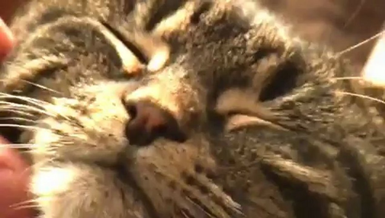 Rondo Veneziano - La Fenice. Wild cat. 2