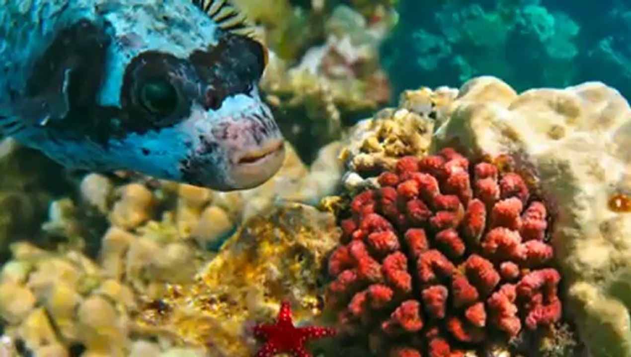 Rondo Veneziano - Rifugio Alpino (Papagena)